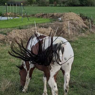 Cheval impudique